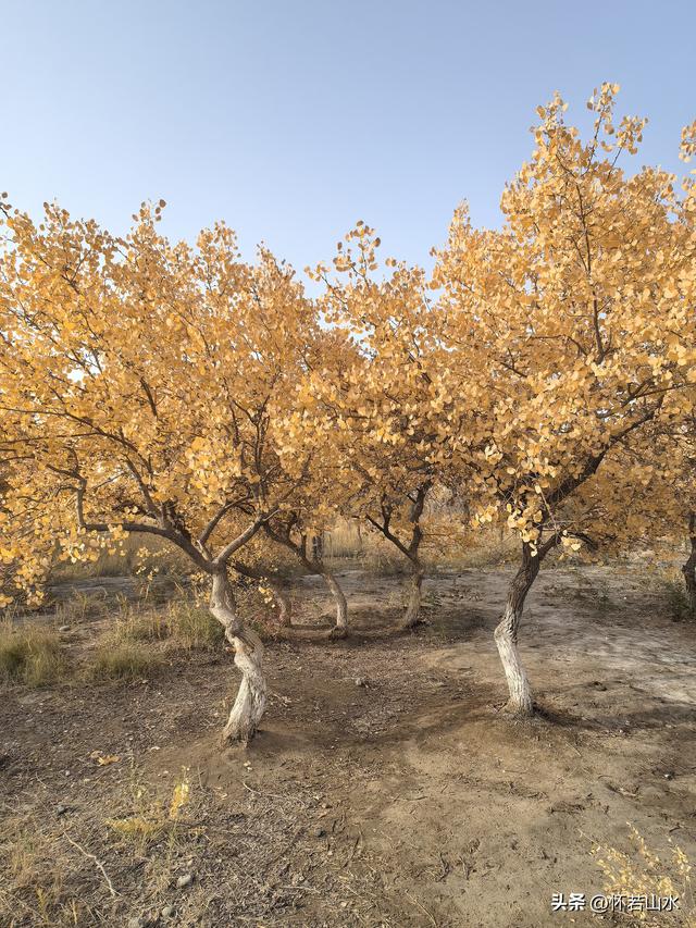 2025环南疆沙漠铁路背包自由行日记(4)——游览泽普金湖杨景区