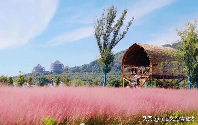 太粉了！太美了！苏州秋日的限定浪漫，是这片“粉色云雾”给的~