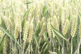 小麦自留种，到底行不行？用不用年年换？别再花冤枉钱图片