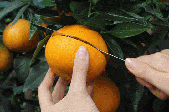 长三角果香正浓！快到这些当季采摘点位探“鲜”吧~