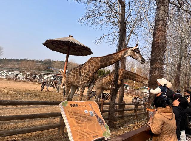 从上海出差大连,毫不客气的说,大连的“大”,真不是吹出来的!