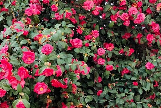 小院子里的耐寒“6宝”，不想冬天小院里光秃秃的难看，种上它们