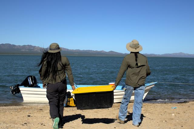 墨西哥岛屿呼唤救援：失去帝王蝶和吸蜜蝠，餐桌会发生什么？