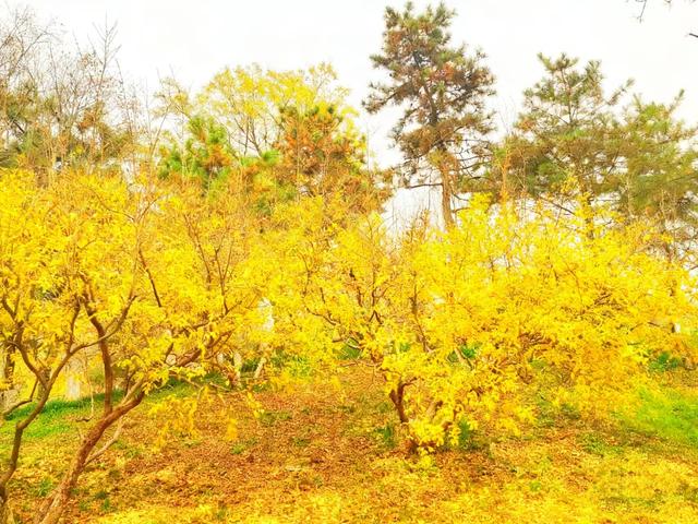 初冬限定之美——兴庆宫里的一步一景