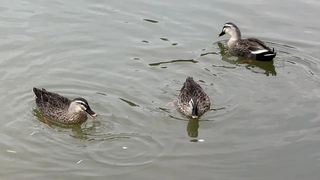 南宁花卉公园里有人“养鸭”?赏花听到湖里有鸭叫声,咋回事?
