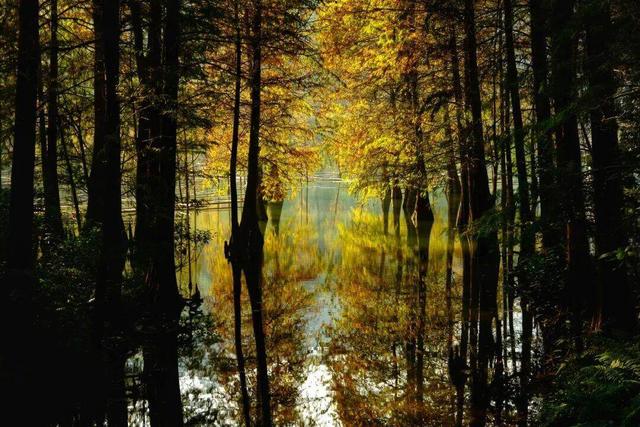 广东今日宜洗晒！落羽杉已换装，秋冬大片等你开机丨温度记