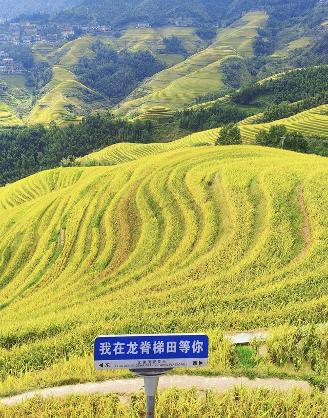 桂林秋韵：金色的龙脊梯田，地球上最美的曲线！