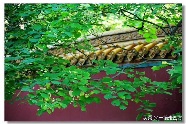 沈阳东陵郊野公园“精灵”出没