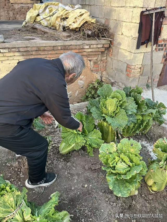 游赏过九鼎山后，我又跑到一户院里“强买”了大爷种在路边的白菜