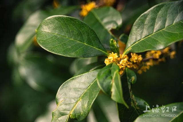 满城甜香，速赏桂花！莫要错过这迟来的秋日芬芳