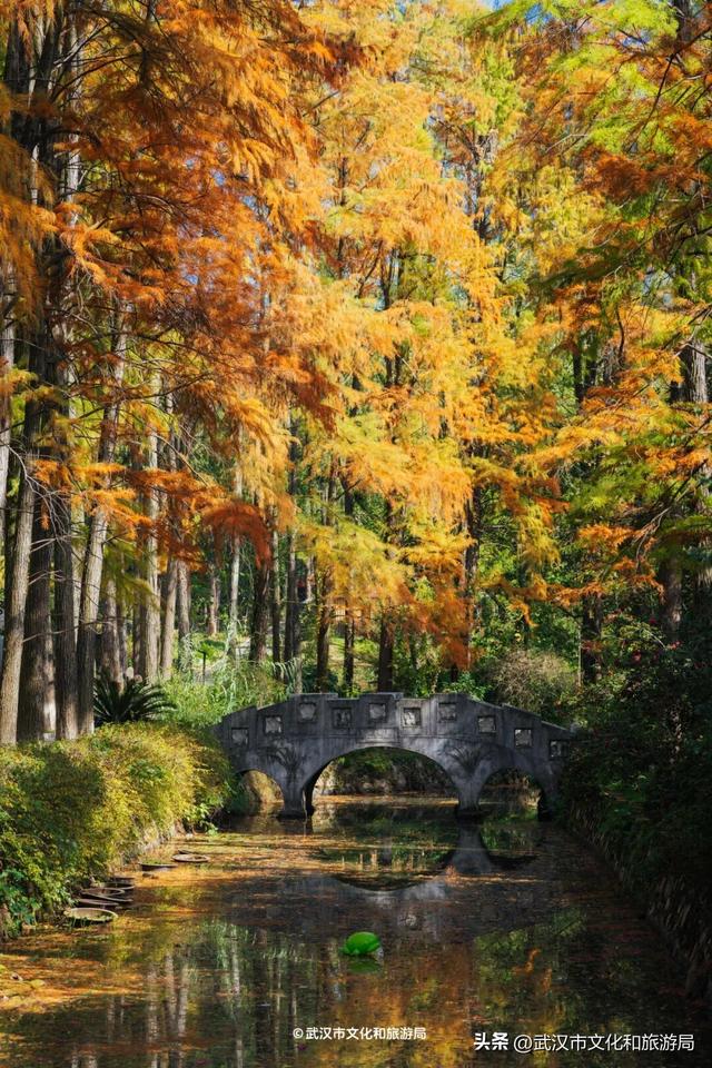 晴晴晴晴晴晴晴晴，东湖彩叶美出新高度！