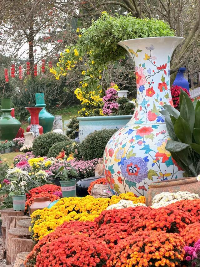 美到失语！15万株菊花，全屏视觉盛宴，3s不心动算我输