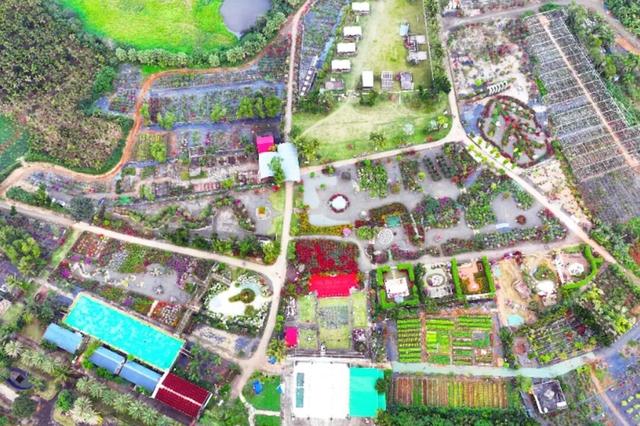 深度赏析海南三角梅赏花周6个最美花园 | 动态