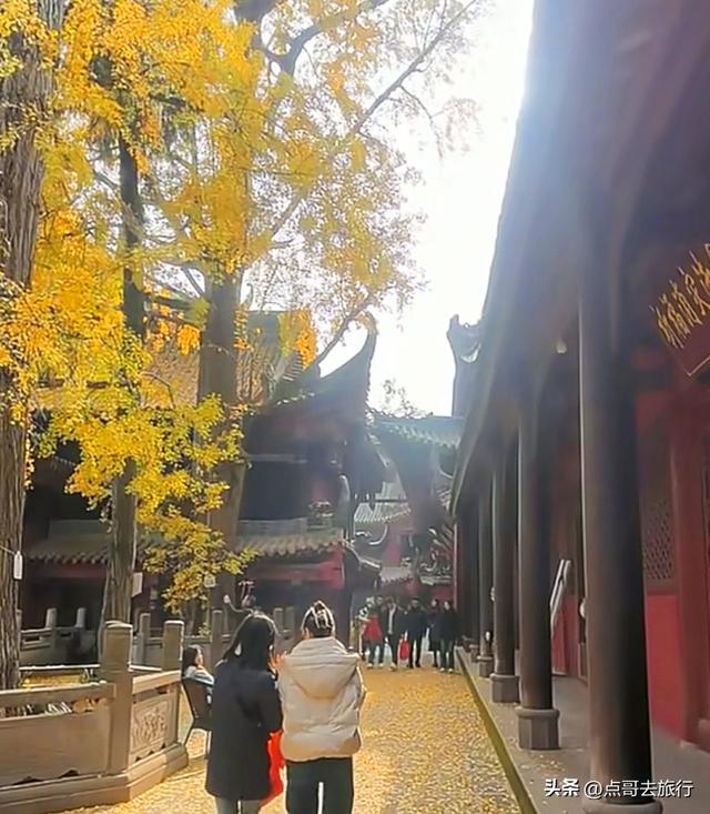 成都龙泉山有多少千年银杏，让人意外，居然有刘备亲手种的！