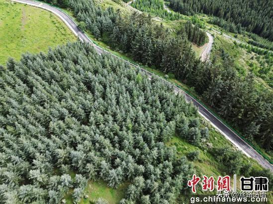 夏日丝路名山焉支山：松柏翠绿 山涧清凉