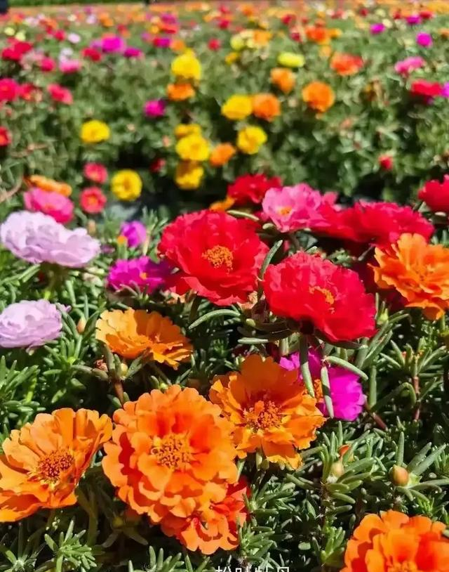 阳台院子必种！这10种花堪称传家宝＂，栽1回年年爆花