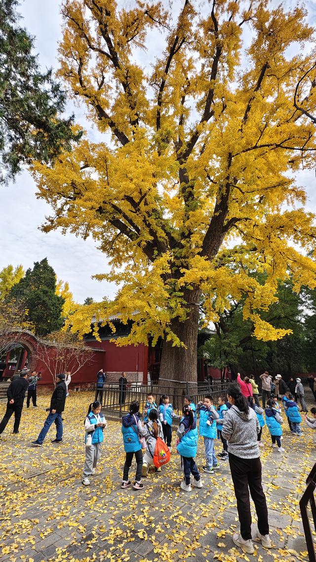 千年银杏树酣畅淋漓向世界宣布：我来过，我灿烂过！