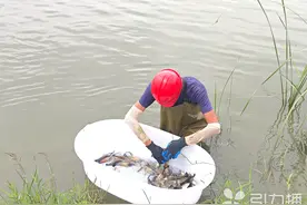 最大4两一只！苏州“漕湖一号”罗氏沼虾开捕图片