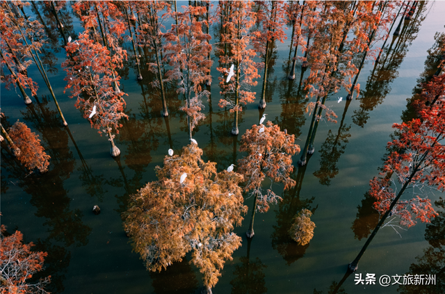 红枫公路、孤独的树......新洲这波秋日「隐藏款」，你知道几个？