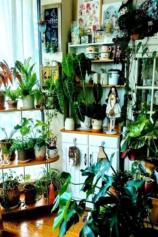 “！阴花不能进阳宅”，家里若有这5种花，请赶紧“搬出去”！