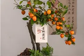 杭州一太太，因“花盆种柿子”火了，太治愈，网友却说“老贵了”图片