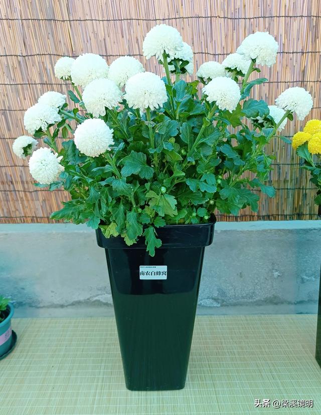 “中山秋韵，菊映盛世”，赏菊南京中山植物园（上）