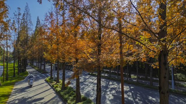 扬州长春路：半世纪水杉绘就生态走廊 “冬妆”