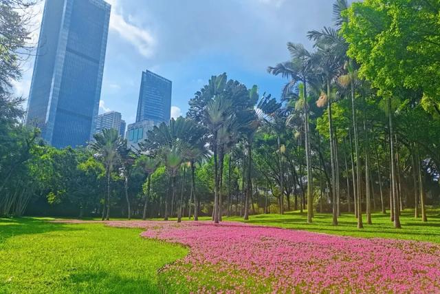 免费！这片3000㎡粉色花海开了，少女心都要溢出来了！