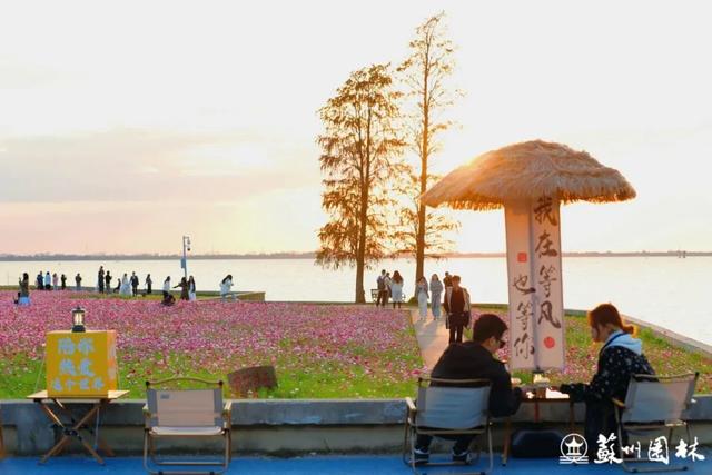 21处绚烂花海!苏州“晚秋花海”赏花地图出炉