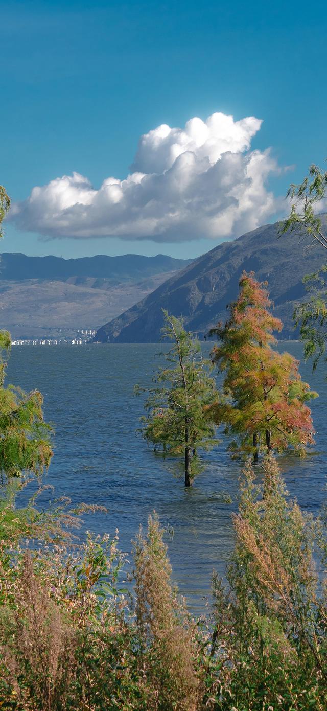 手机壁纸|清新自然，绿色风光美景