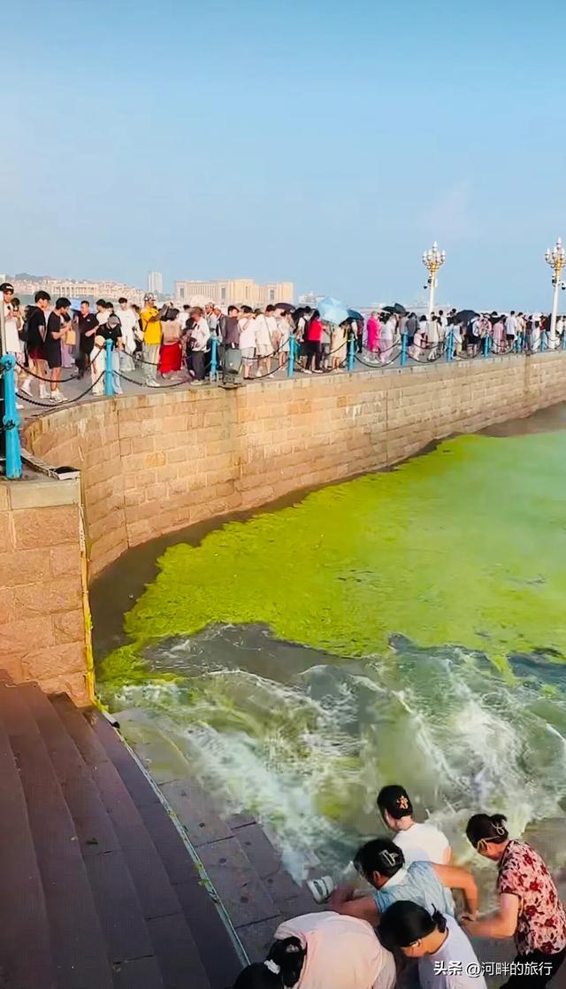 青岛大海，开始飘了浒苔