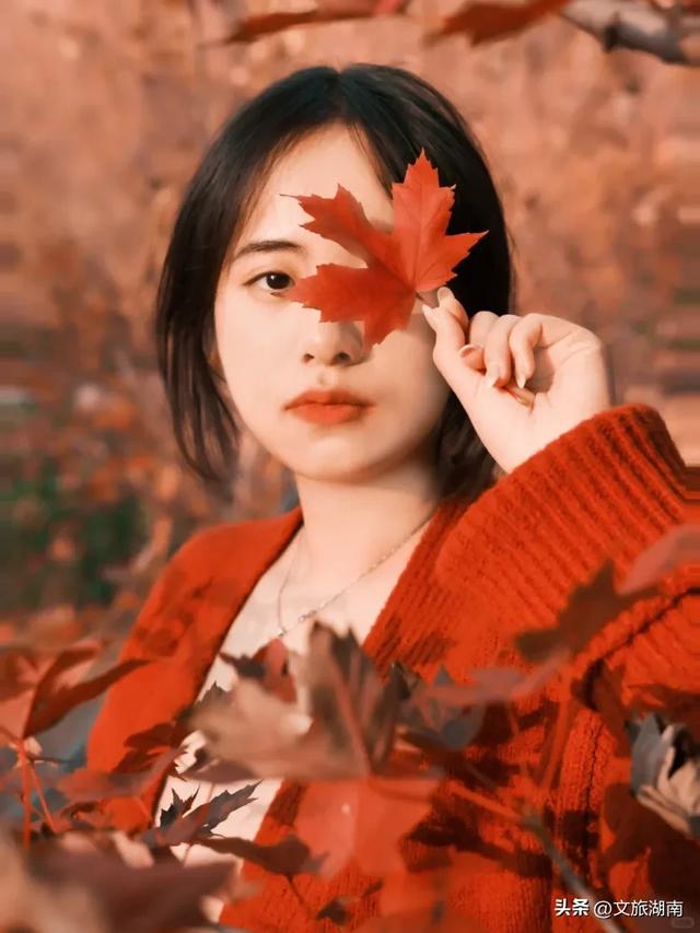 红了!湖南“追枫”地图更新