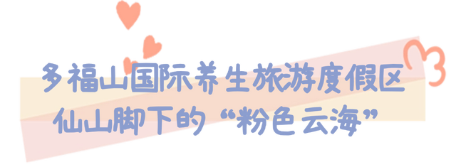 粉黛乱子草的浪漫邀约！在乳山赴一场粉色的秋日之约