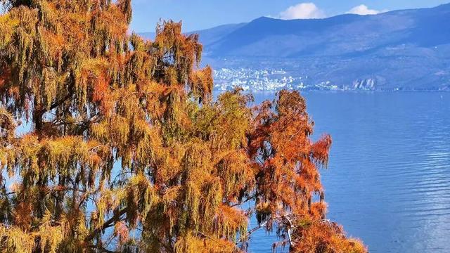 洱海水杉林：湿地生态和谐的“守护者”