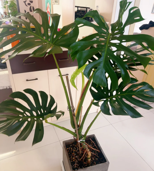 别再用小盆养花：这5种“富贵花”必须大盆养，小盆只会憋死根