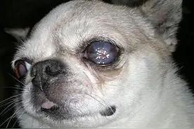 狗狗一只眼睛睁不开，原因竟然有这么多！图片