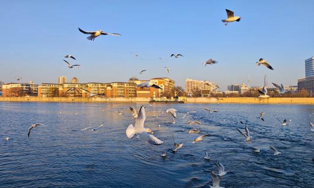 海鸥在天津，真“美”呀！