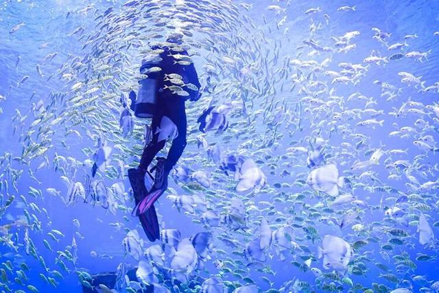 跟着上合马游昆明|跑友注意！这些景区免票！