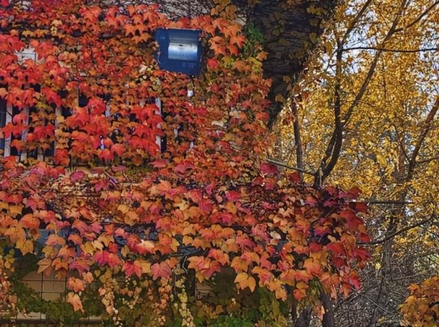 80 年代的东北江南园林，20年后变废墟，现靠几片叶子“死而复生”