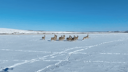 《疯狂动物城》之冰川镇竟撞脸呼伦湖！
