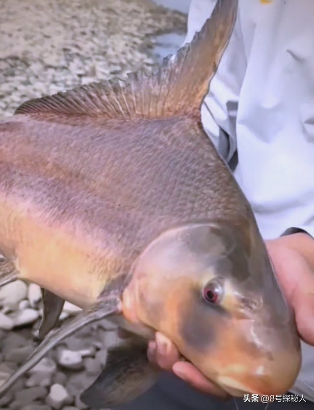 2006年长江惊现“美人鱼”，重庆渔民误捕一条，专家：出水必死