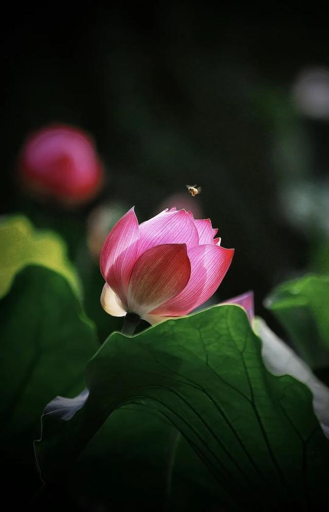 “荷” 处寻清凉？这里花 “漾” 正当时→
