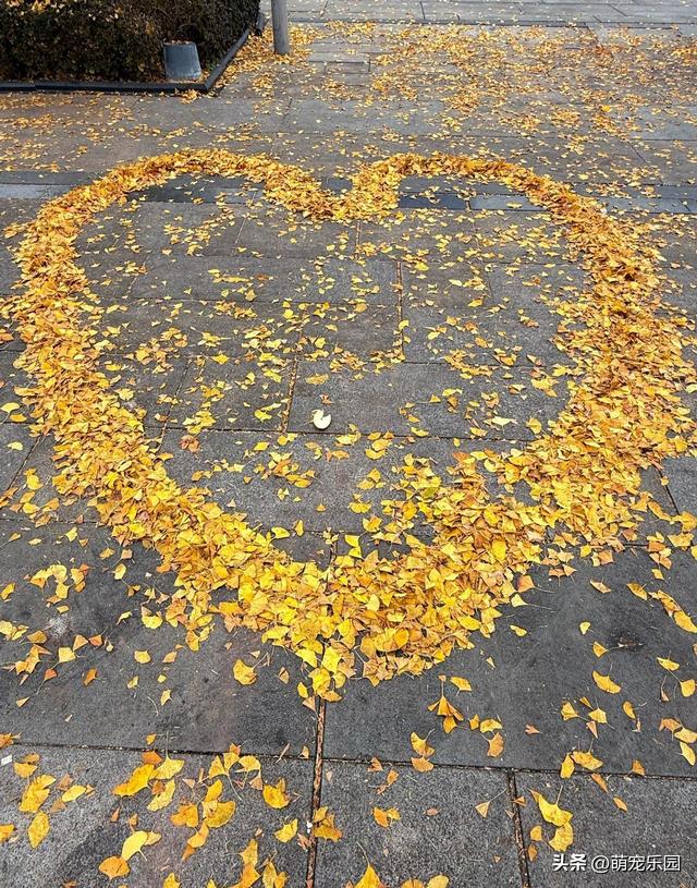 重庆银杏林变身金色海洋，数百株齐披金黄外衣，美得令人心醉神迷