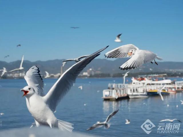 向鸥而居 心安云南
