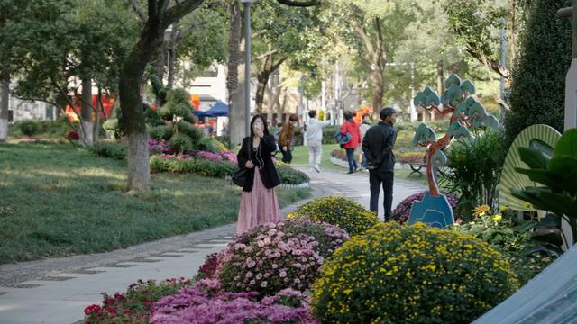 菊花展，开始！