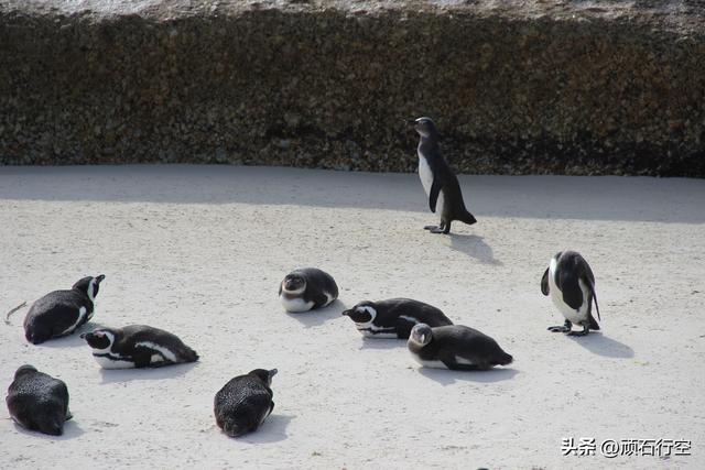 南部非洲：南非开普敦企鹅岛