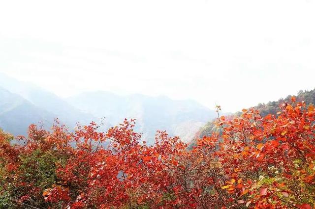 【千里嘉陵江 虞关好风光】虞关秋意浓，山水共秋酡