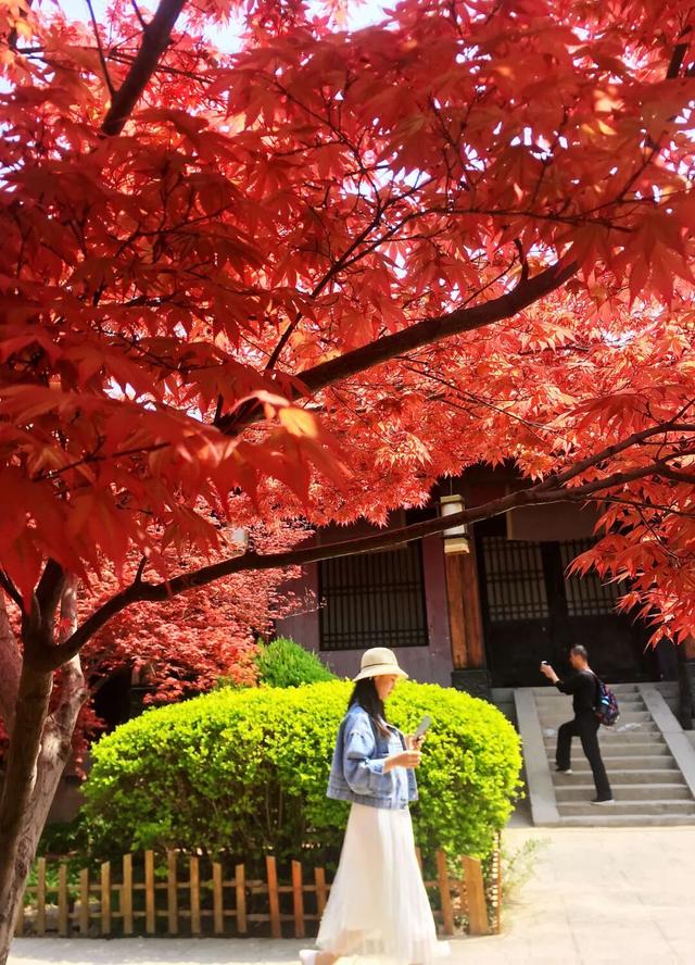 远看焦作北山，惊现一座豪华瑰丽的城堡