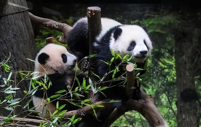 太不寻常了！日本外长公开承认波茨坦公告，日高官求中国一件事