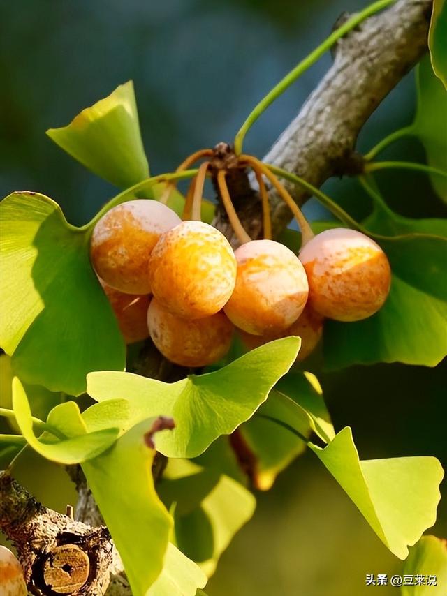 日本人靠它发财，美国人用它打仗，中国人却把它当毒药扔进垃圾桶